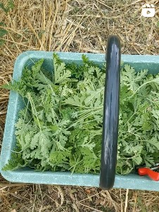 Récolte du coquelicot pour la préparation de notre sirop de coquelicot - Cliquez pour accéder aux vidéos